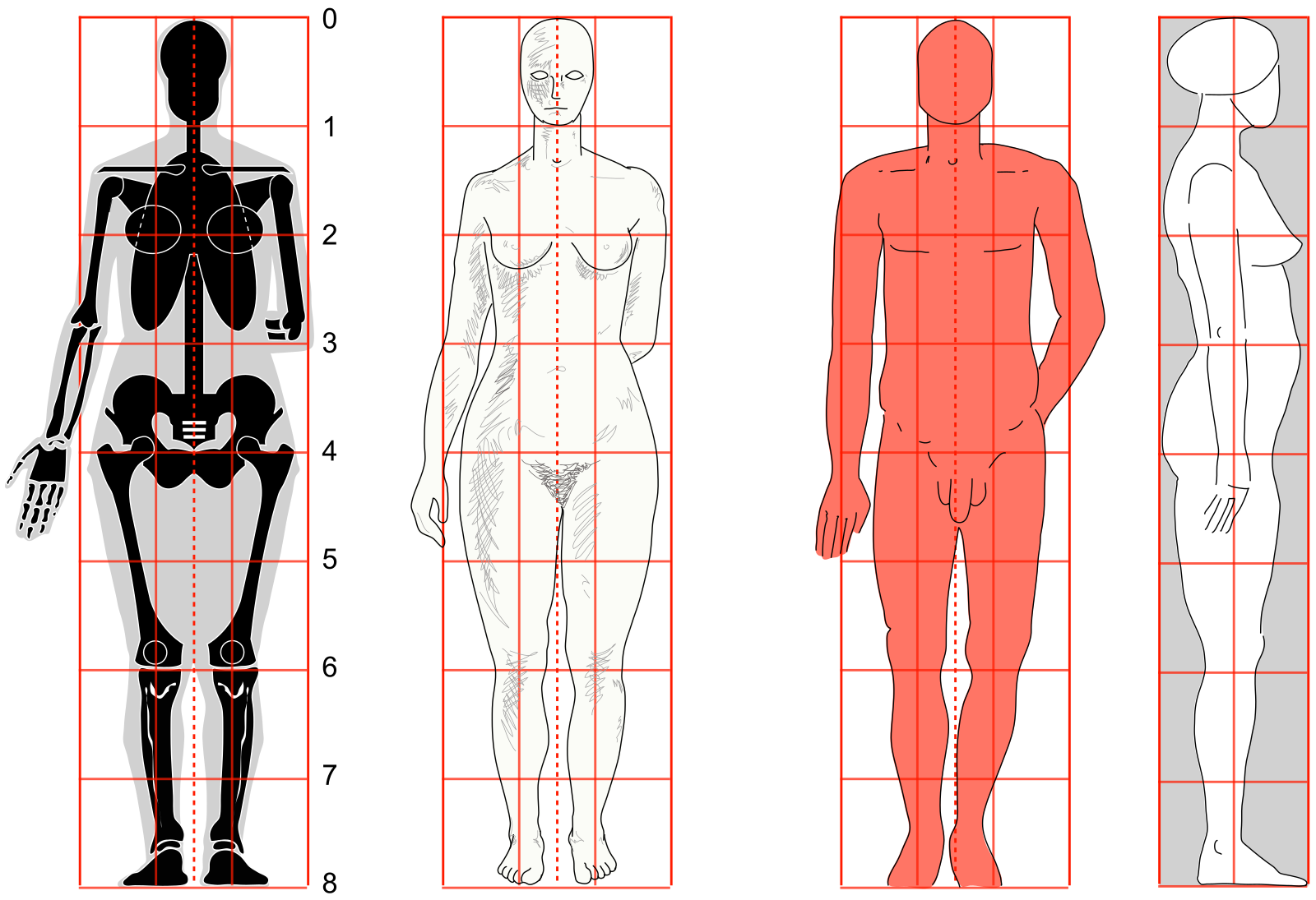17 Jaw Dropping Facts You Didn t Know About The Human Body Bright FACTS 