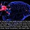 Little Known Facts about Human Brain